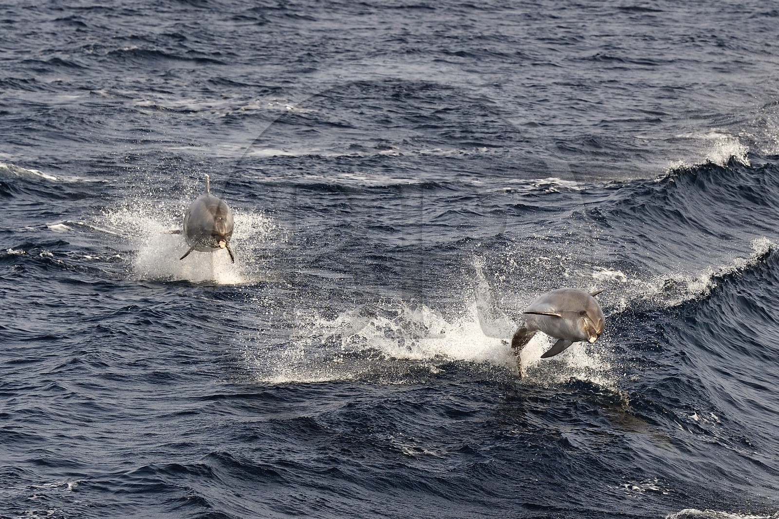 France, Var (83), Iles d'Hyères, parc national de Port Cros, Ile de Porquerolles, grands dauphins aussi appelé souffleur, dauphin à gros nez ou tursiops (Tursiops truncatus)