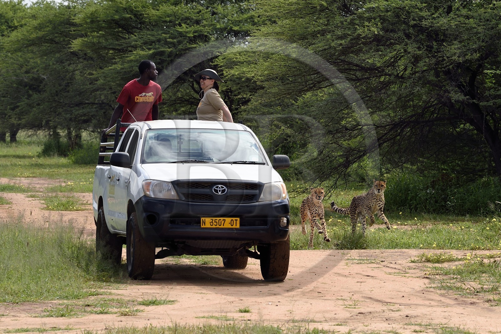 Namibie, Otjiwarongo, Cheetah Conservation Fund, centre de recherche et d'éducation, guépards (Acinonyx jubatus), nourrissage depuis un pick-up en mouvement, l'exercice a pour but de les garder en forme