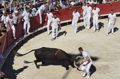 France, Bouches-du-Rhône (13), Arles, la course camarguaise  de la Cocarde d'Or aux Arènes, raseteur tentant d'attraper les attributs primés sur les cornes du taureau