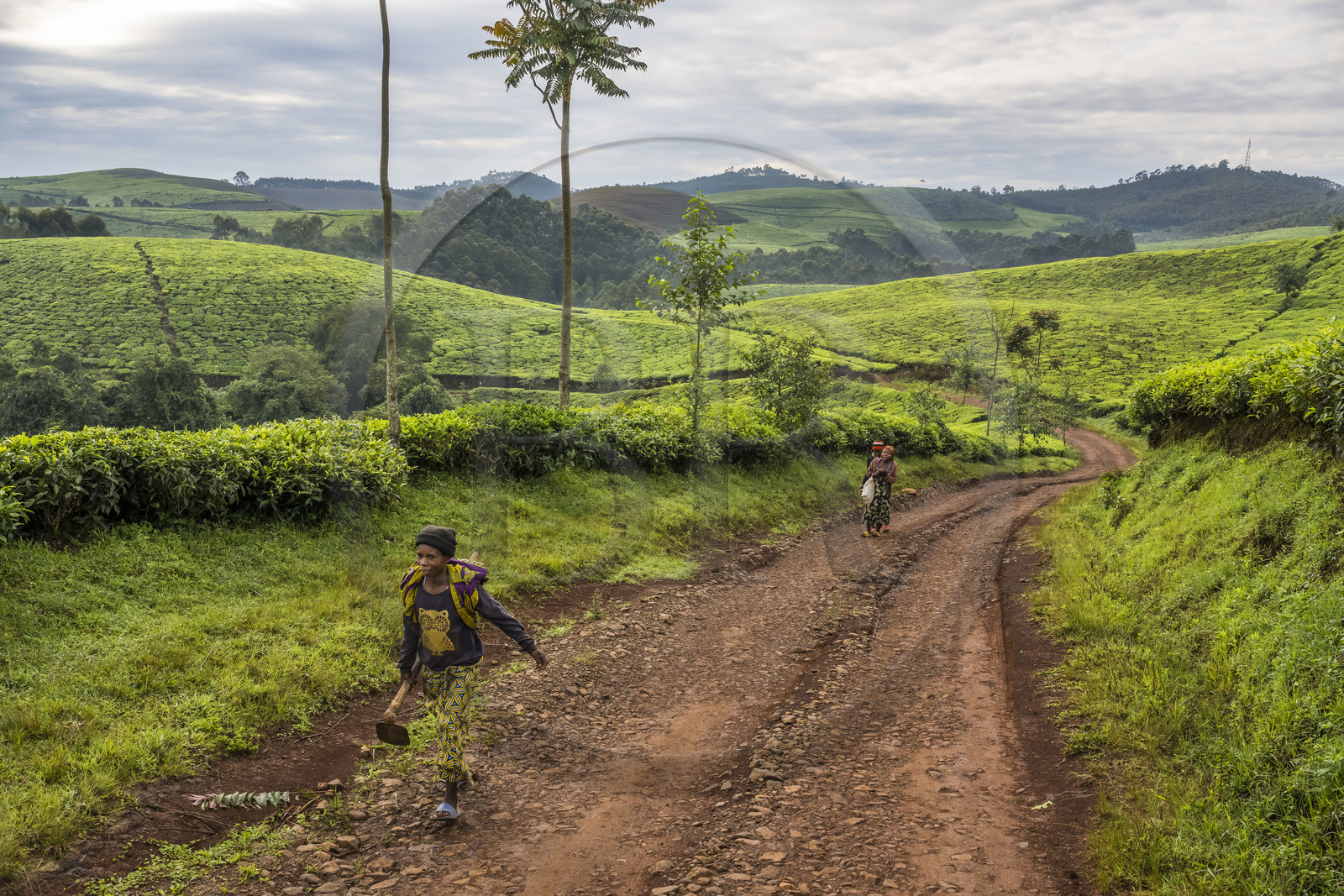 Rwanda, Province de l’Ouest, Gisuma, plantation de thé, paysanne se rendant au champ
