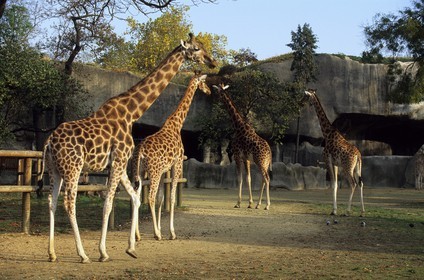 France, Paris (75), parc zoologique de Paris (Vincennes), les girafes