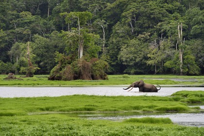 Gabon, province de Ogooué- Maritime, Parc National du Loango, site de Akaka dans la lagune du Fernan Vaz (Nkomi), éléphant de forêt d'Afrique (Loxodonta cyclotis)