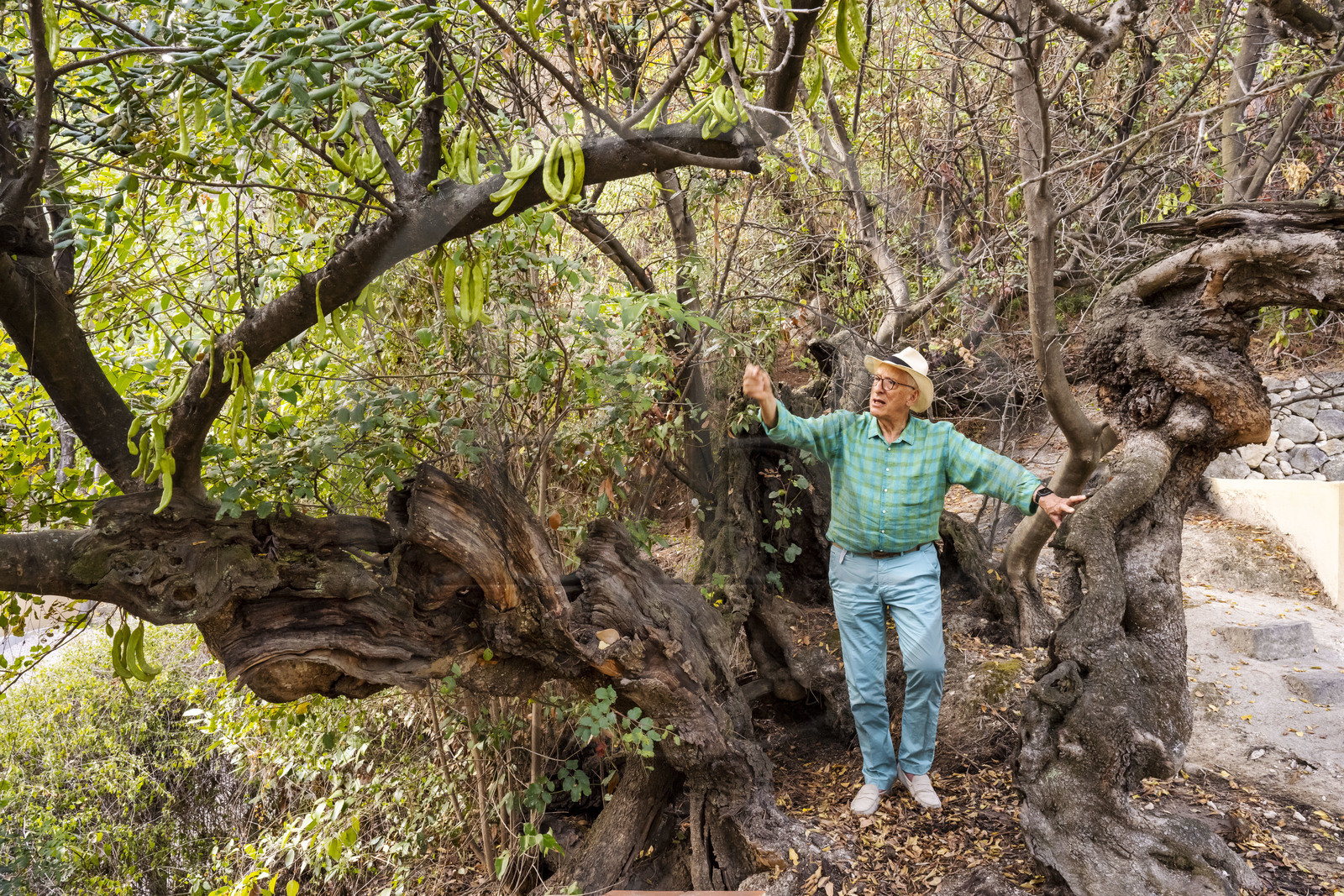 France, Alpes-Maritimes, Menton, Domaine des Colombieres, current owner Michael Likierman in the garden of the Domaine des Colombières next to an old carob tree
