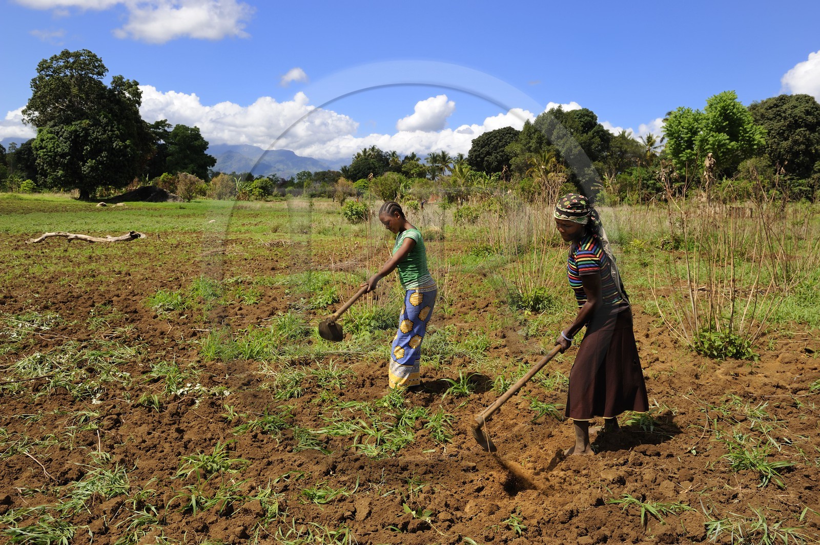 Tanzanie, région de Morogoro, les Monts Uluguru, femmes travaillant au champ
