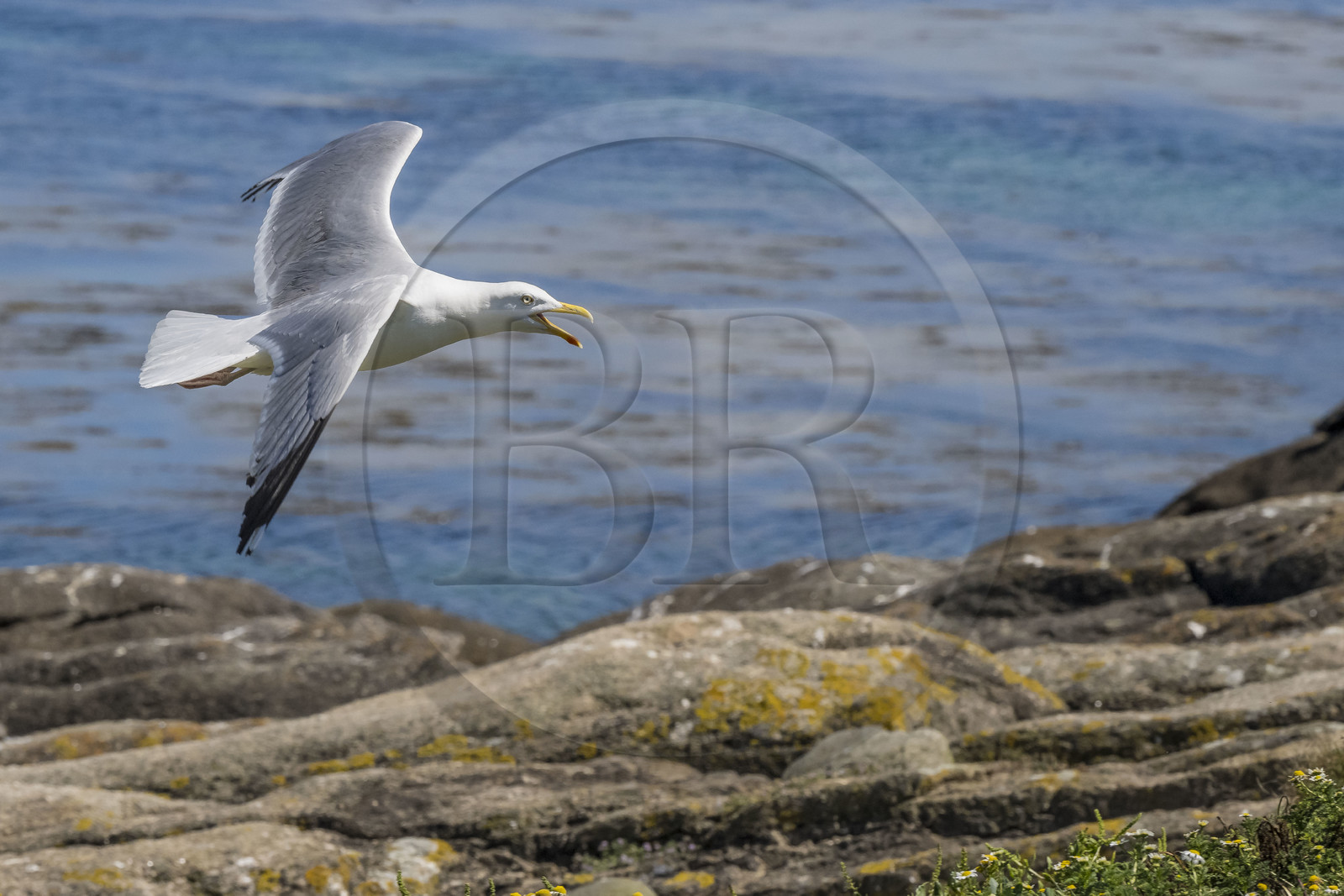 France, Finistère, Abers Country (Pays des Abers), Ile Vierge (Virgin Island) in the Lilia archipelago, sea gull