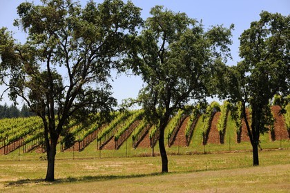 United States, California, Sonoma County, the vineyard of the Arista Property