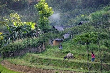 Vietnam, Lao Cai province, Bac Ha district, Flower Hmong farm