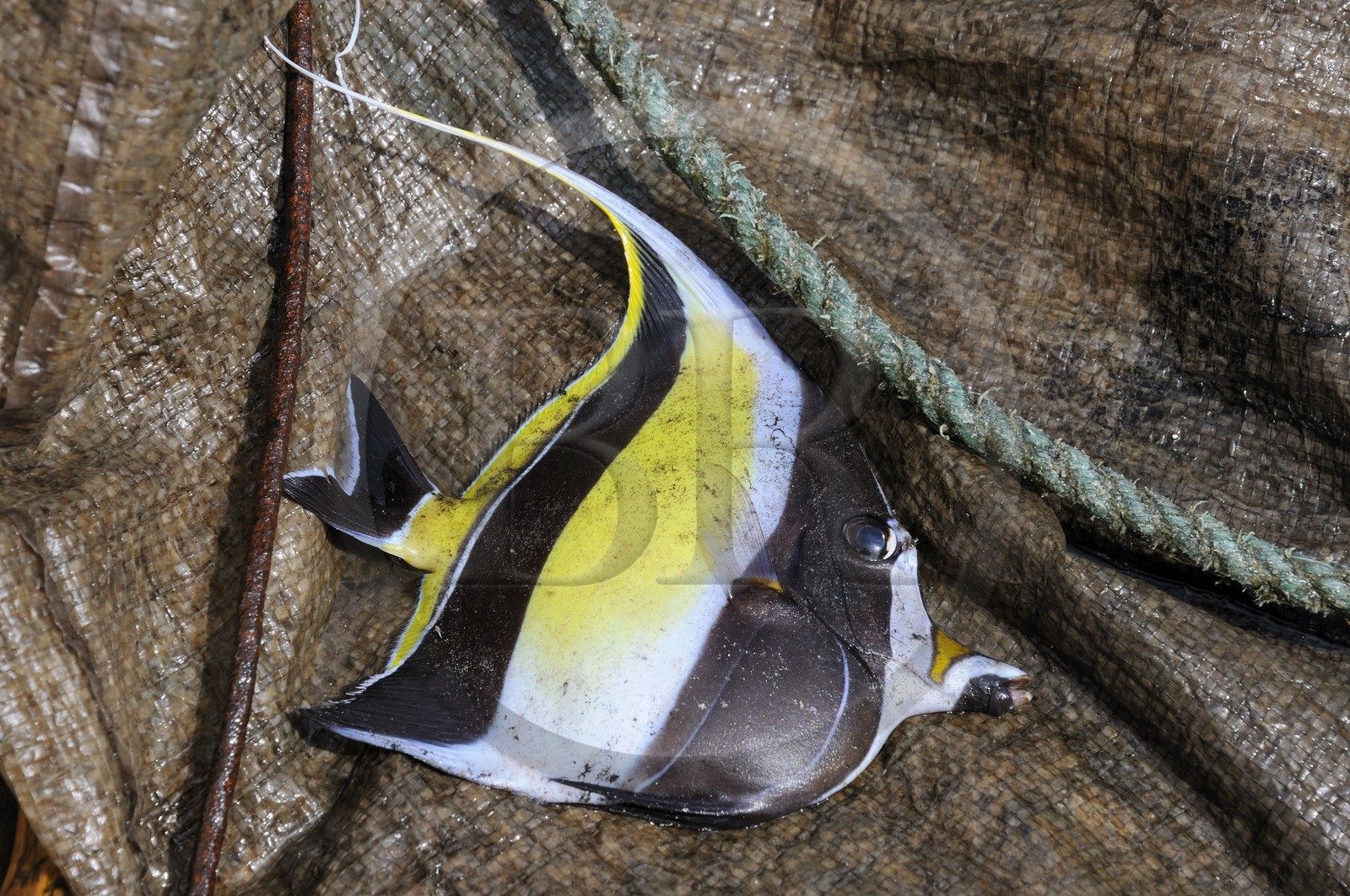 Tanzania, Zanzibar Archipelago, Unguja island (Zanzibar), southeast coast, Bwejuu, pennant coralfish (Heniochus acuminatus)