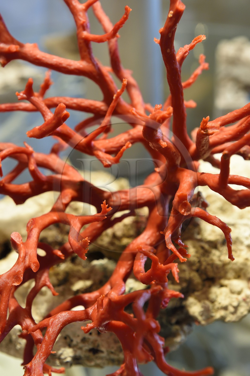 France, Corse du Sud, Bonifacio, Upper Town, Mediterranean red coral in the shop of the coral fisherman Jean-Philippe Giordano