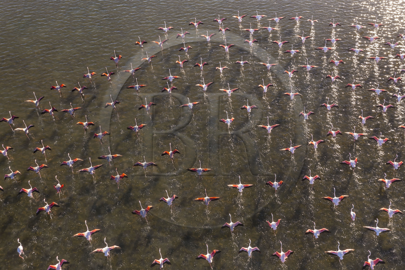 France, Hérault (34), Frontignan, envol de flamants roses (Phoenicopterus roseus) dans l'Etang d'Ingril (vue aérienne)