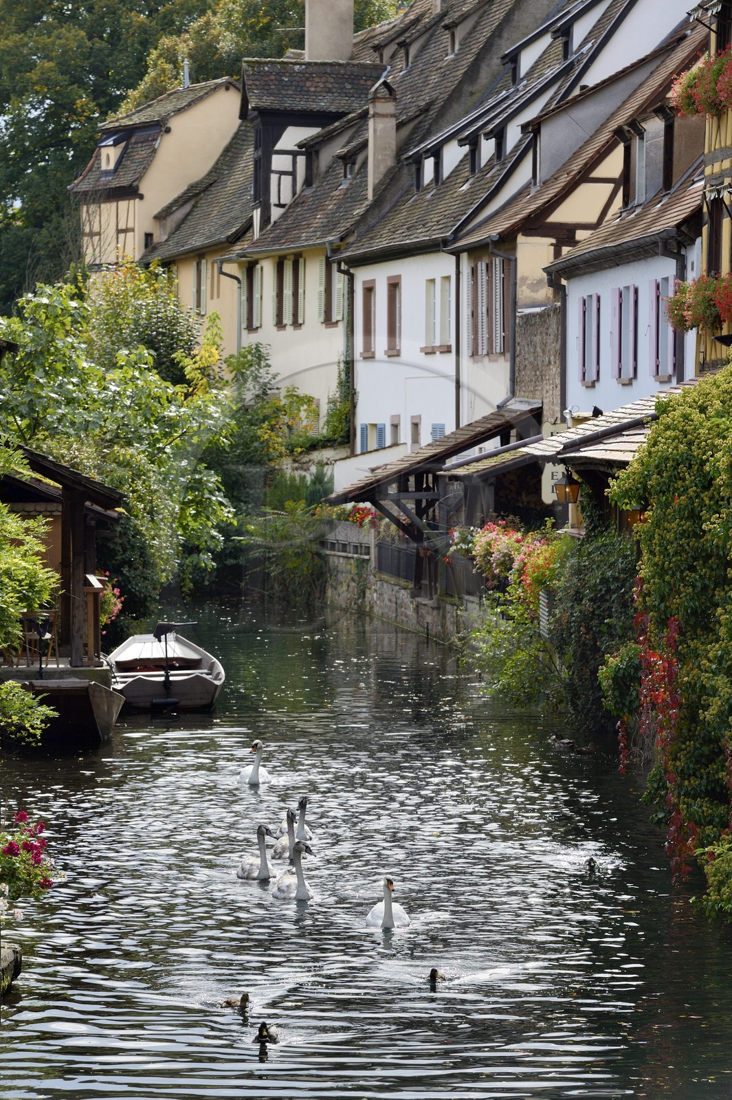 France, Haut-Rhin (68), Colmar, la petite Venise, quartier de la Krutenau arrosé par la rivière Lauch, cygnes et canards