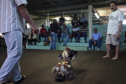 France, Ile de la Reunion, Petit Tampon, combat de coqs dans le Rond de Coq