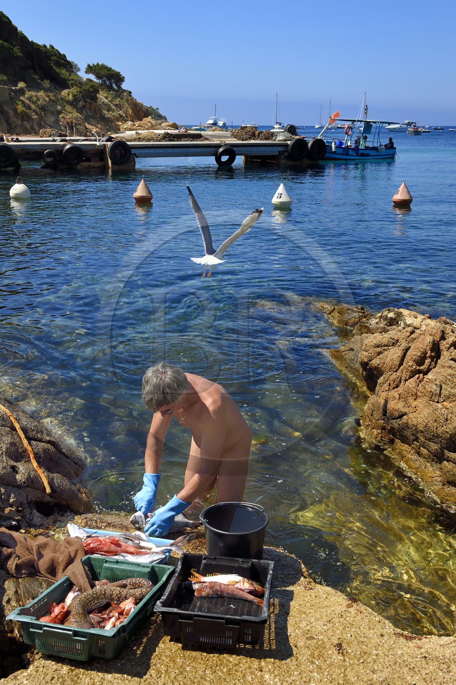 France, Var (83), Iles d'Hyères, Parc national de Port Cros, Ile du Levant, domaine naturiste d'Héliopolis, François qui est naturiste, nettoie les poissons pour le restaurant Le Gambaro dans les rochers qui bordent le port sous le regard très intéressé de goélands