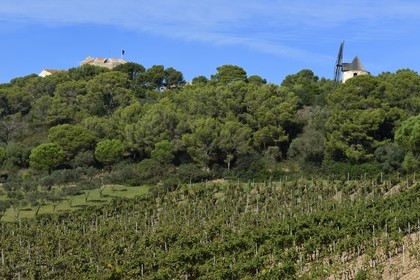 France, Var (83), Iles d'Hyères, parc national de Port Cros, Ile de Porquerolles, vigne du Domaine Perzinsky, le chateau Sainte-Agathe et le moulin en arrière plan