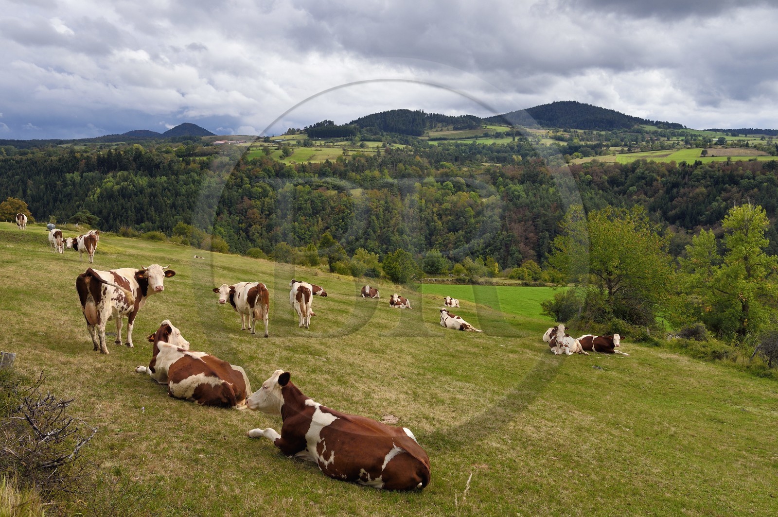 France, Haute-Loire (43), Chabreyres, plateaux du mont Mézenc, troupeau de vaches dans un pré