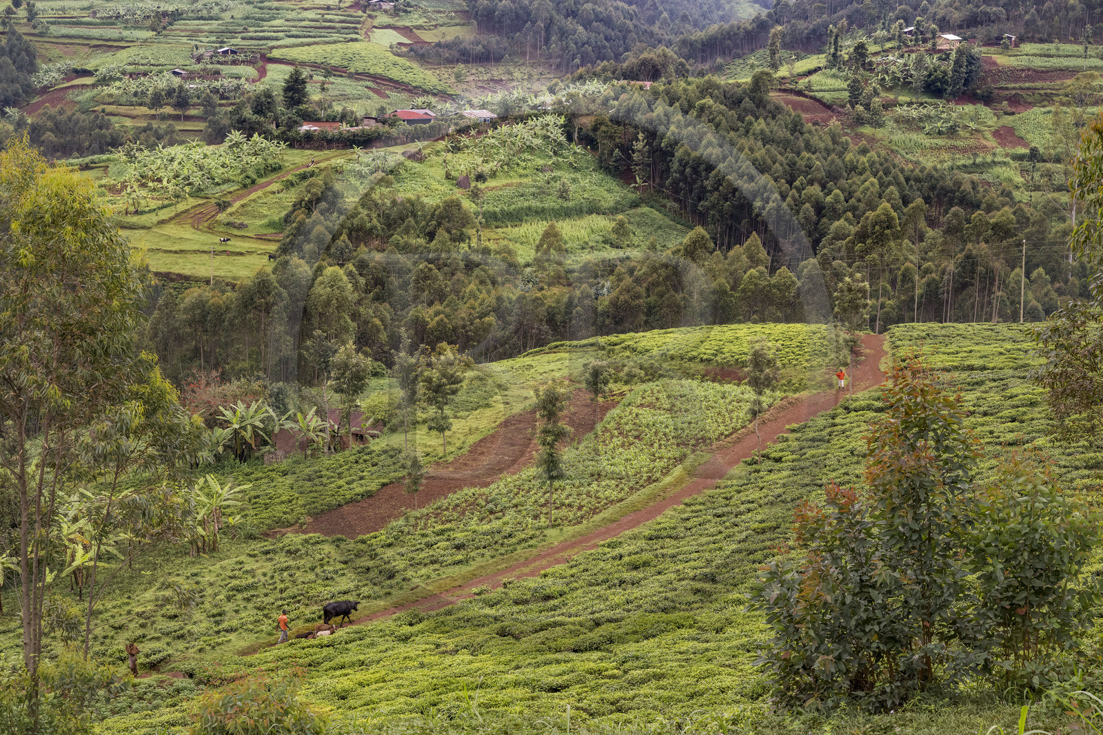 Rwanda, Province de l’Ouest, Nyakabuye, une colline typique de cette région avec un mélange de cultures dont le thé et le bananier, espaces agricoles entrecoupés de forêts d'eucalyptus, avec un habitat dispersé et des près pour l'élevage
