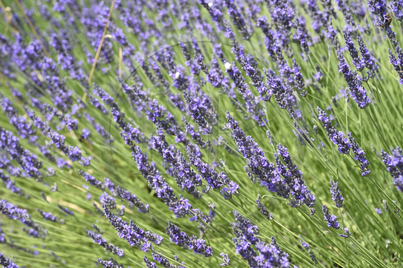 France, Vaucluse (84), Parc Naturel Regional du Luberon, champ de lavande