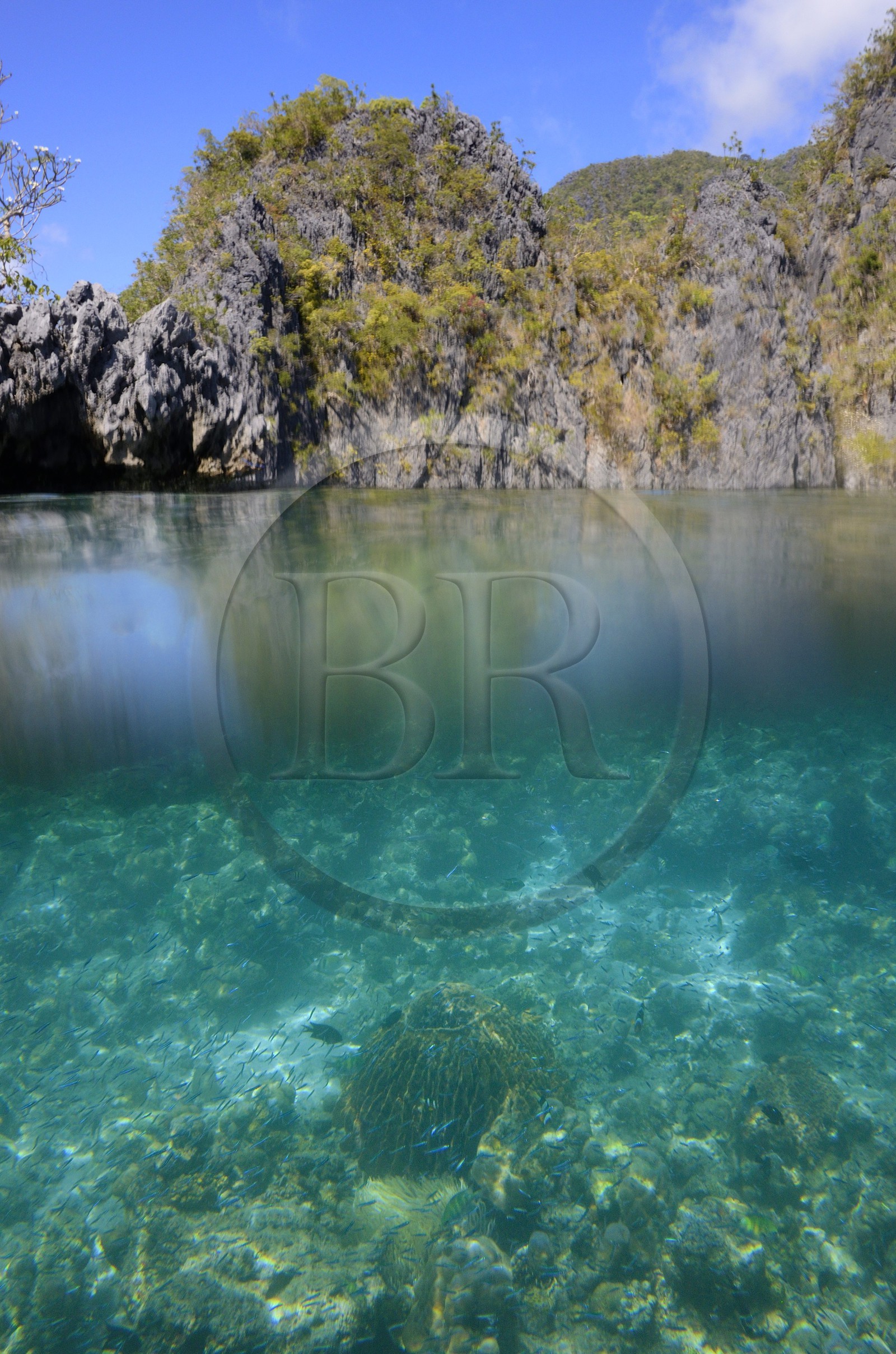 Philippines, Calamian Islands dans le nord de Palawan, Coron Island Natural Biotic Area, récif de corail dans un lagon sous les falaises de calcaire du Permien d'origine jurassique