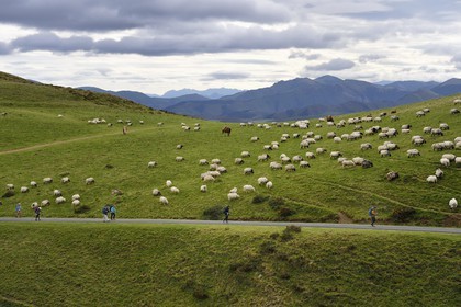 France, Pyrenees Atlantiques, Basque Country, Camino de Santiago (the Way of St. James) on the GR 65 between Saint Jean Pied de Port and Roncesvalles, manech blackhead sheep flock