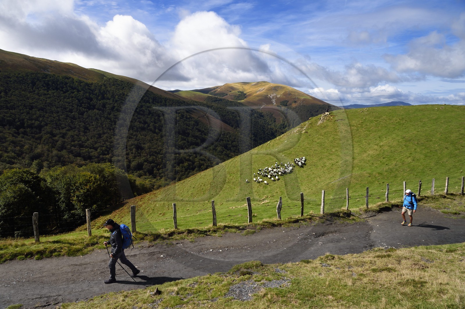 France, Pyrénées-Atlantiques (64), Pays-Basque, chemin de Saint-Jacques de Compostelle sur le GR 65 entre Saint-Jean-Pied-de-Port et Roncevaux, pèlerins vers le col de Bentarte