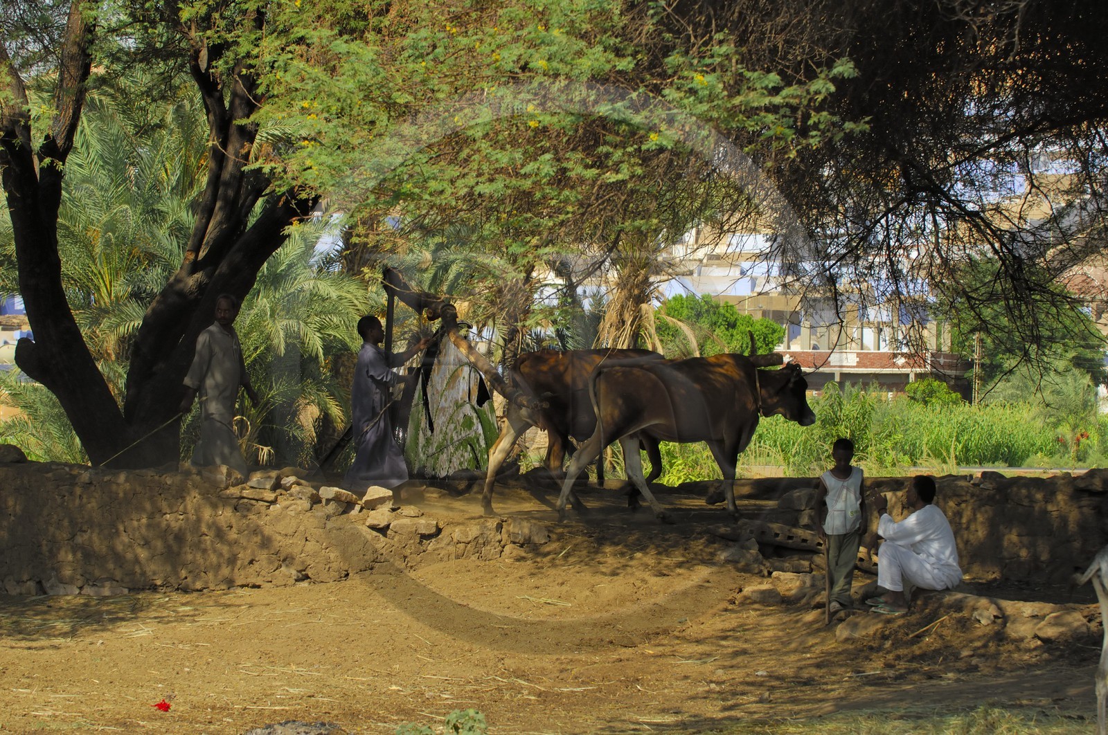 Egypte, Haute Egypte, Nubie, vallée du Nil, Assouan, la rive ouest, puit dans la campagne nubienne