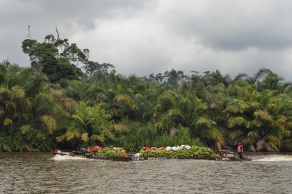 Gabon, province de Ogooué- Maritime, pirogue à moteur avec son chargement de bananes remontant une rivière de la lagune du Fernan Vaz (Nkomi)
