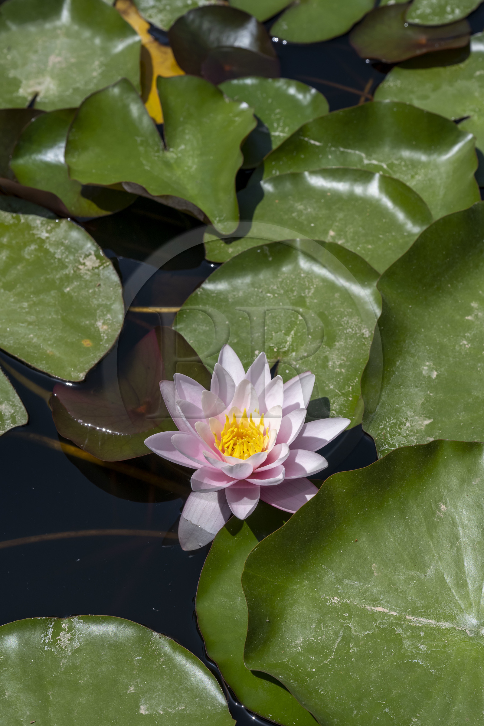 Italie, Ligurie, Province d'Imperia, Vintimille, Jardin botanique Hanbury, fleur de lotus