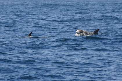 United States, California, Monterey Bay, Risso's Dolphin (Grampus griseus)
