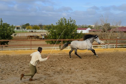 Espagne, Andalousie, province de Séville, Utrera, le haras Ayala (Yeguada Ayala), entrainement d'un Pure race espagnole ou PRE (Pura Raza Espanola)