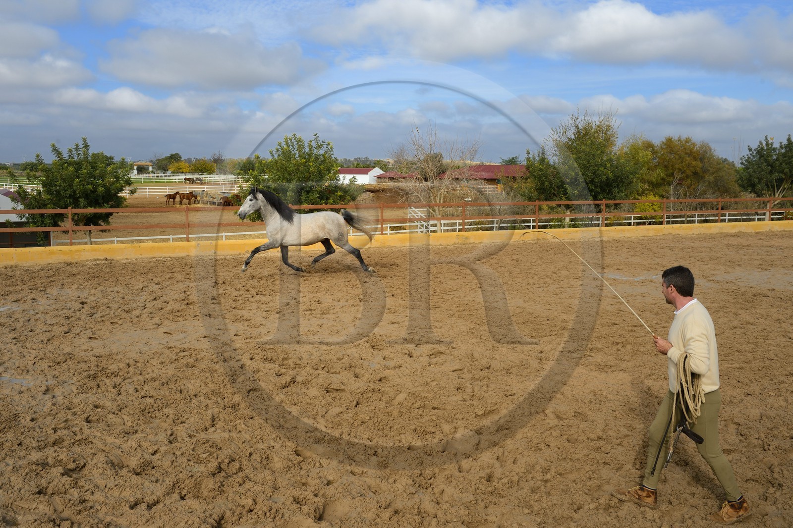 Spain, Andalusia, Seville Province, Utrera, the Ayala stud farm (Yeguada Ayala), training of an Andalusian horse also known as the Pure Spanish Horse or PRE (Pura Raza Espanola)