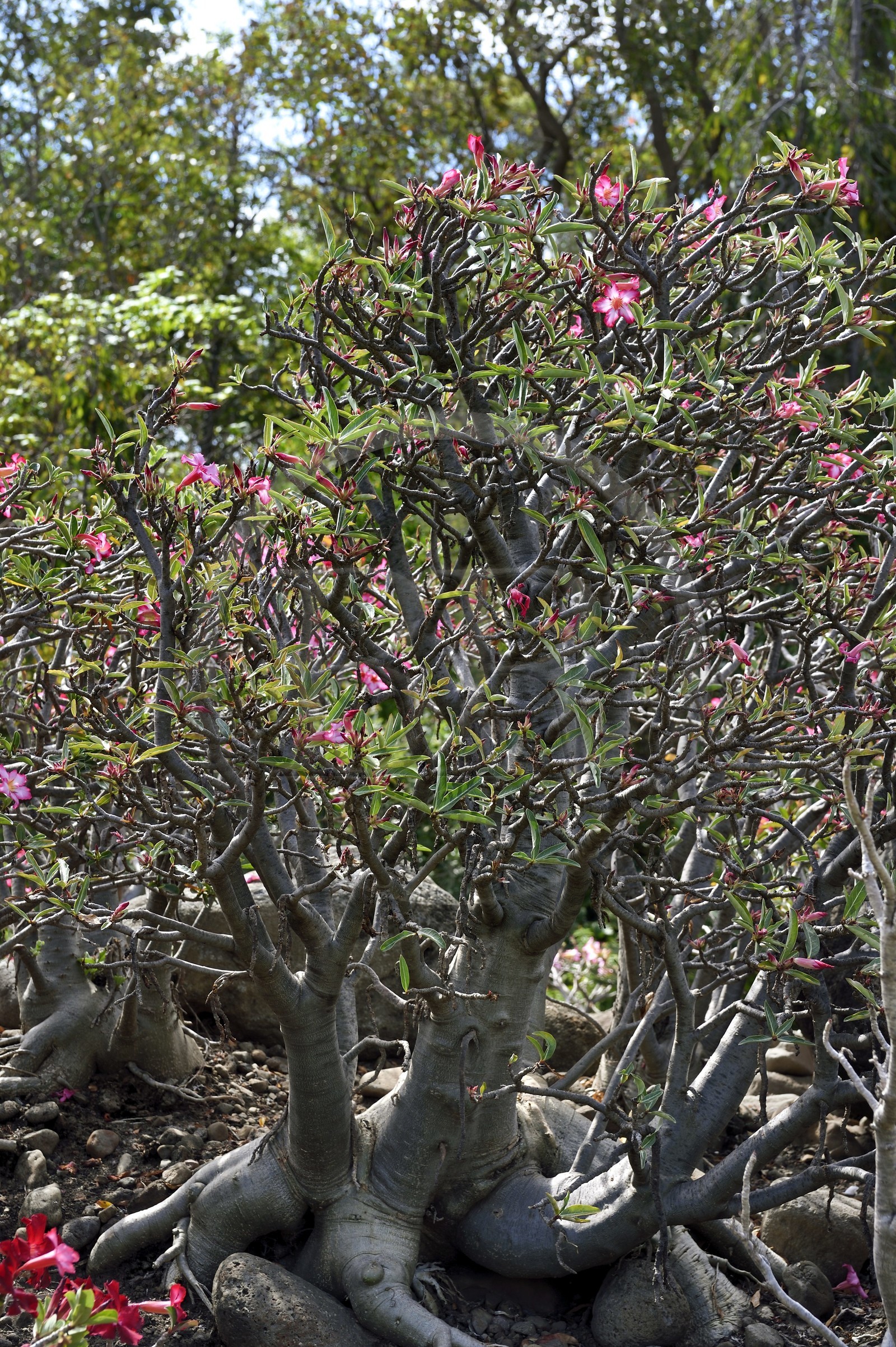 France, Ile de la Reunion, Saint Pierre, Jardin Botanique du Domaine du Café Grillé, Rose du désert (adenium obesum)