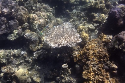 Philippines, Calamian Islands dans le nord de Palawan, Coron Island Natural Biotic Area, récif de corail