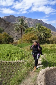 Sultanat d'Oman, Gouvernorat d'Al-Batina du Sud, Hajar occidental, Wadi Mistall, la randonneuse Badour Al Salhi dans les cultures en terrasse surplombant le village de Wakan (Wukan)