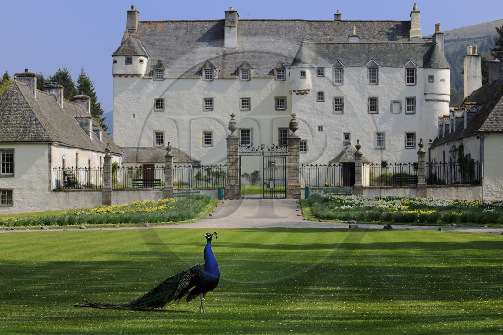 Royaume-Uni, Ecosse, région des Borders, vallée de la Tweed, château de Traquair House, un paon