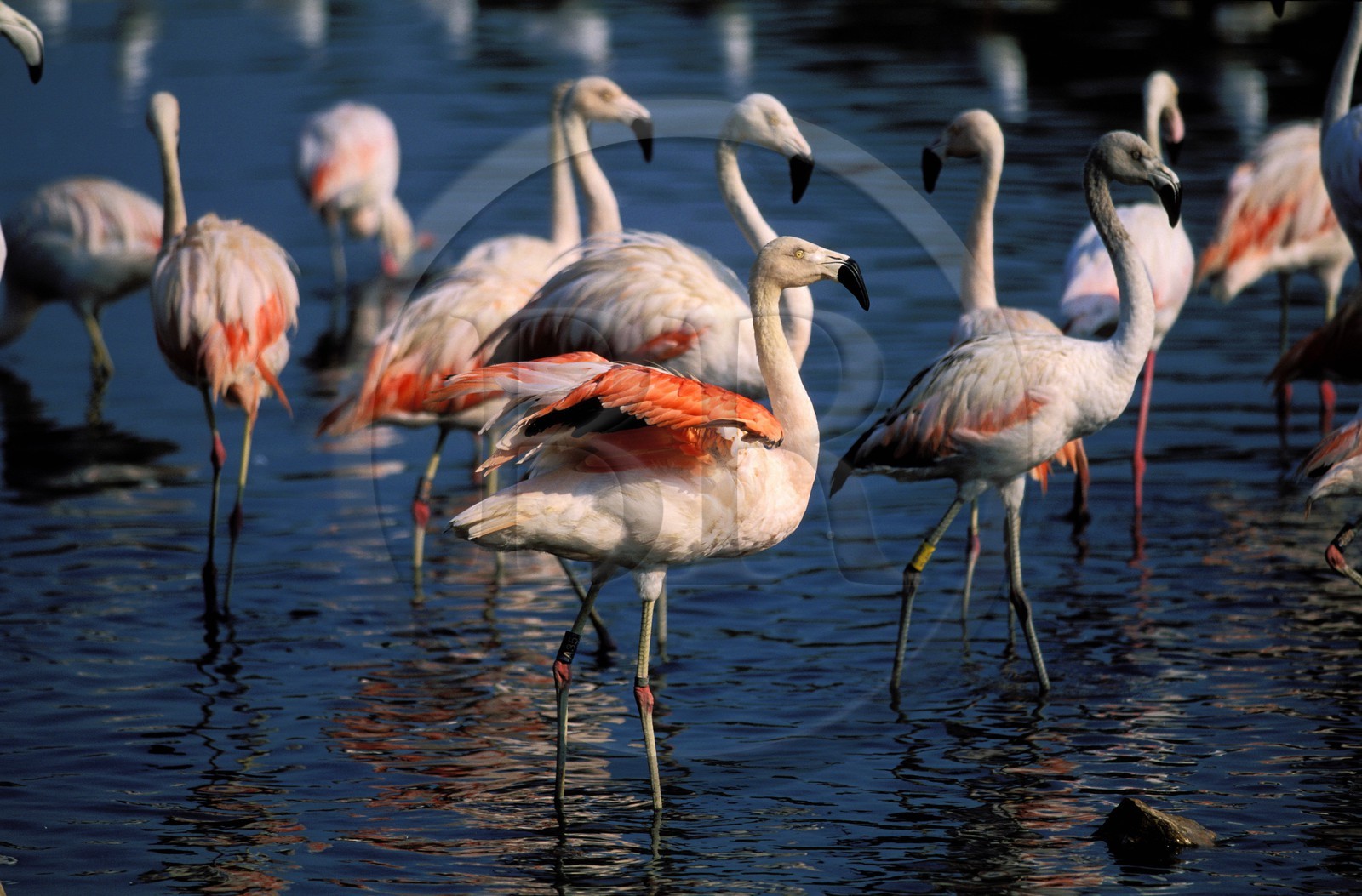 France, Aude (11), la réserve africaine de Sigean, des flamants roses