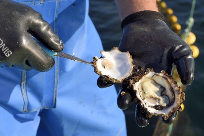 France, Var (83), La Seyne-sur-Mer, l'ostréiculteur Jean Christophe Giol dans la baie de Tamaris