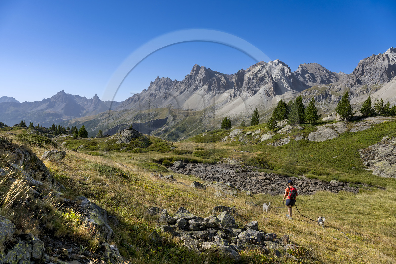 France, Hautes Alpes (05), le Briançonnais, Névache, randonneuse dans la vallée de la Clarée, le massif des Cerces et les pointes de la Main de Crépin (2942m) en arrière-plan
