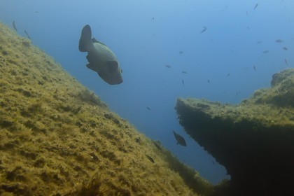 France, Var (83), Iles d'Hyères, parc national de Port Cros, Ile de Port-Cros, mérou vers l'Ilot de la Gabinière