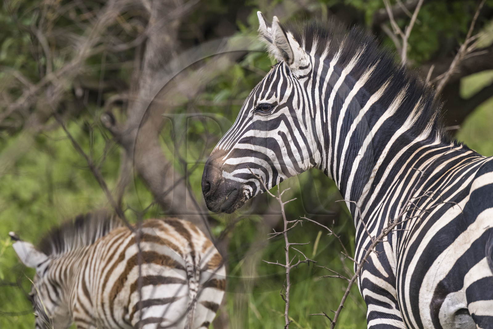 Rwanda, Akagera National Park, plains zebra (Equus quagga)