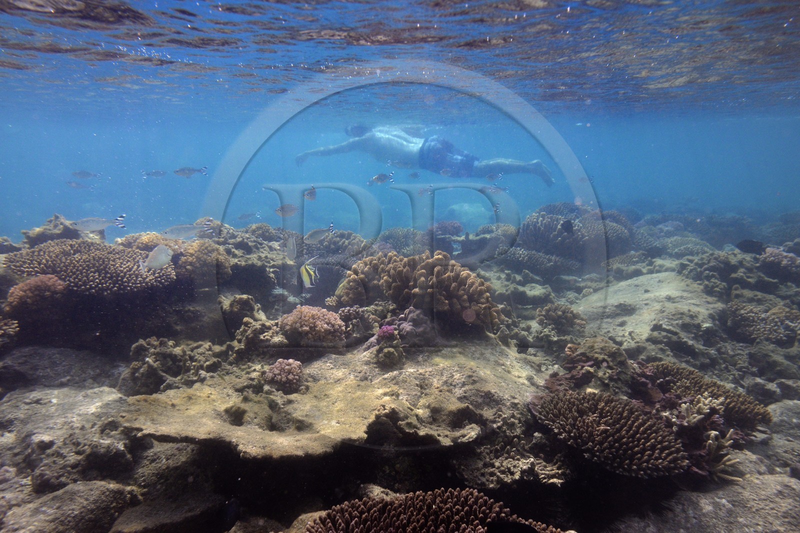 France, Ile de la Reunion, Côte Ouest, Saint-Gilles-Les-Bains (commune de Saint-Paul), le récif corallien du lagon de l'Ermitage (vue sous-marine)
