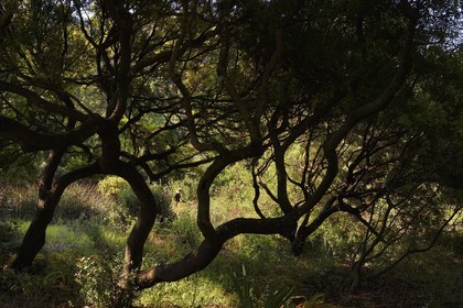 France, Var (83), Rayol-Canadel-sur-Mer, Domaine du Rayol, propriété du conservatoire du littoral mention obligatoire, le jardin des Méditerranées conçu par le paysagiste Gilles Clément, Jardin d'Afrique du Sud, arbre Pistachier lentisque (Pistacia lentiscus L.)