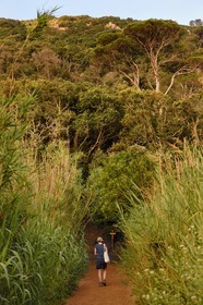 France, Var (83), Iles d'Hyères, parc national de Port Cros, Ile de Port-Cros, randonneuse progressant sur un sentier entouré de bambous