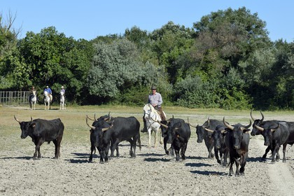 France, Bouches-du-Rhône (13), Parc naturel régional de Camargue, Mas du Menage, manade Saint Antoine (Cauzel), gardians avec les taureaux camarguais appellés Raço di Biou