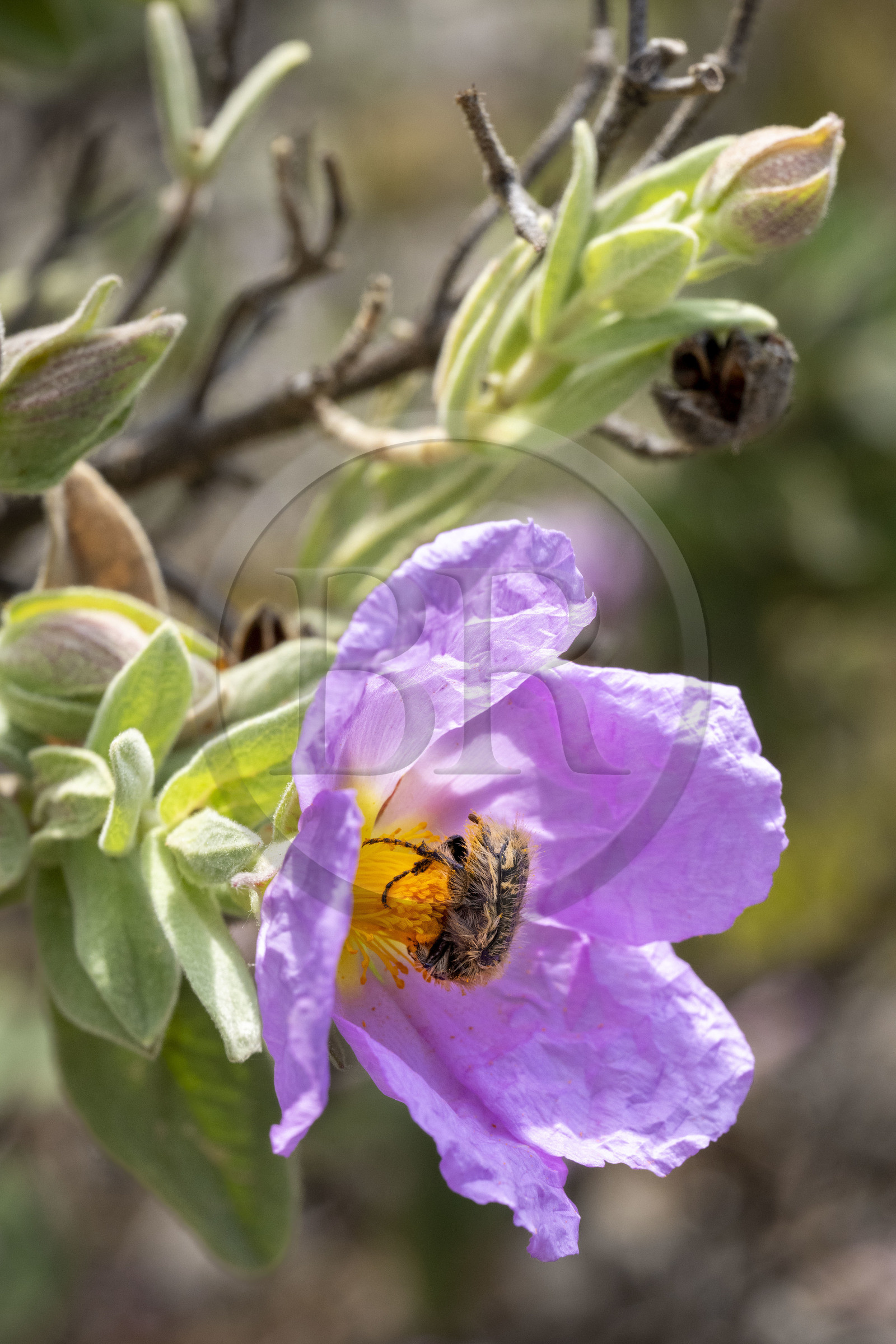 France, Vaucluse (84), Dentelles de Montmirail, Séguret, Cétoine hérissée (tropinota hirta) recouvert du pollen d'un ciste cotonneux aux fleurs de chiffon rose