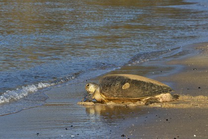 France, Ile de Mayotte, Grande-Terre, Kani-Keli, plage de N’Gouja, tortue verte (Chelonia mydas) rejoignant la mer après la ponte
