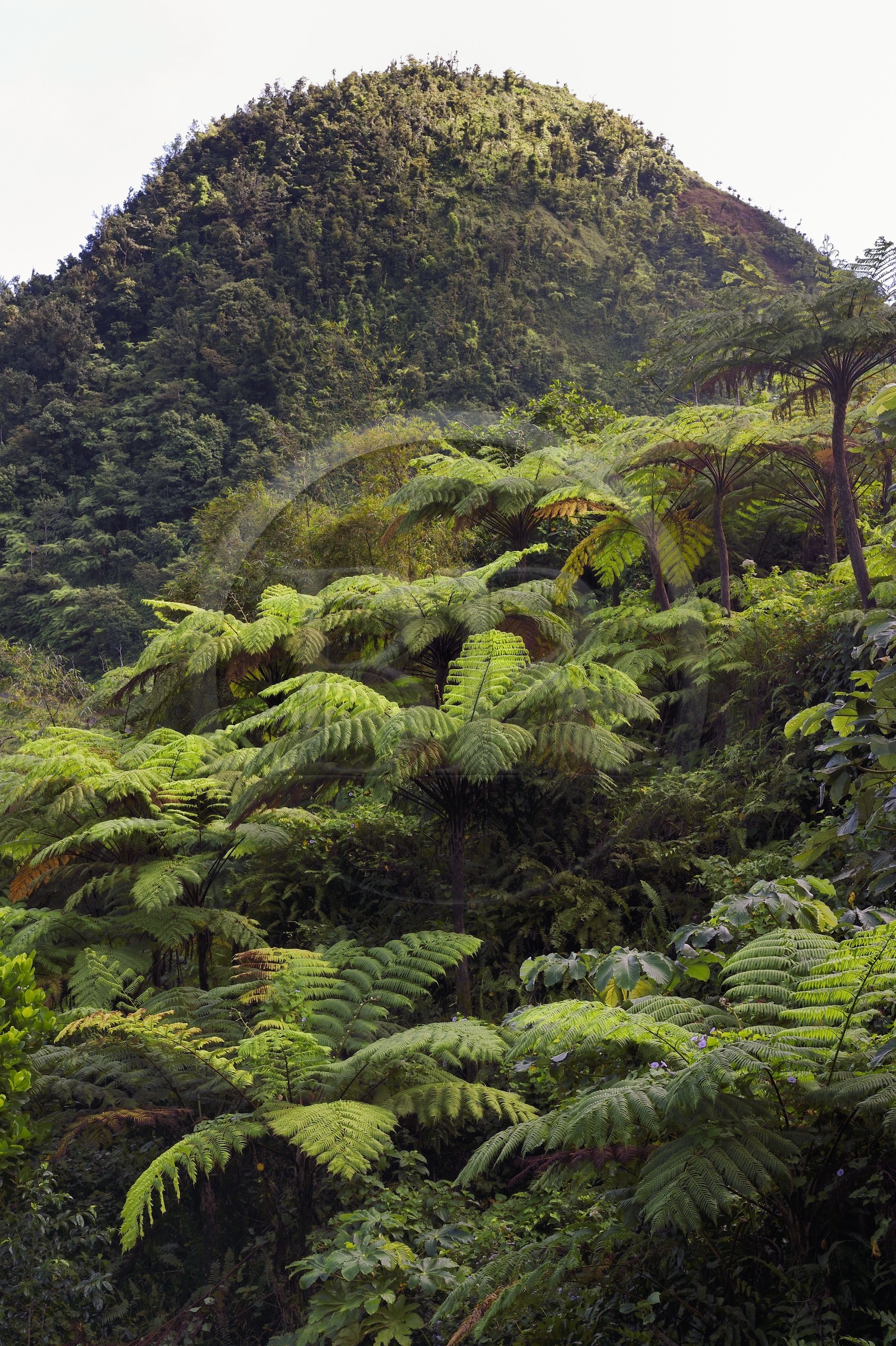 Caraïbes, Ile de la Dominique, fougères arborescentes sur le site de la soufrière froide (Cold Soufrière) près du village de Pennville dans le nord de l'île sur le segment 13 du Waitukubuli National Trail