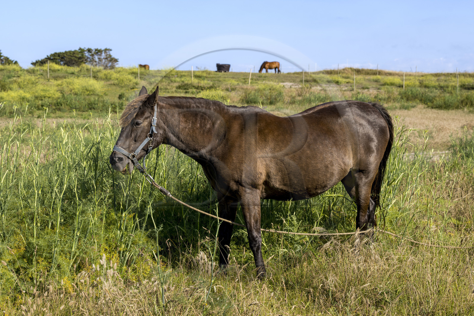 France, Finistère (29), Iles du Ponant, Ile de Batz, le cheval est traditionnellement mis au piquet et la longe déplacée régulièrement