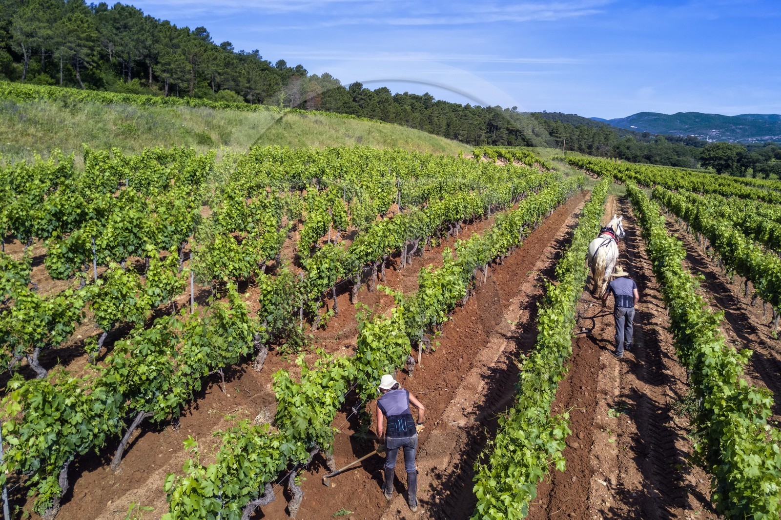 France, Var (83), Presqu'Ile de Saint-Tropez, Gassin, domaine de la Rouillère, Jean-Louis et Christine Calla décavaillonnent une parcelle de vigne avec leur jument percheronne et une charrue