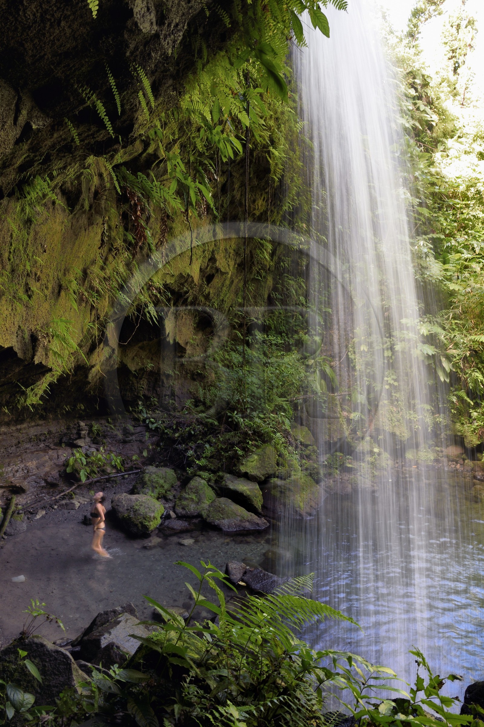 Caraïbes, Ile de la Dominique, Castle Bruce, Parc national du Morne Trois Pitons classé Patrimoine Mondial de l'UNESCO, dans le sous-bois tropical, le bassin d'émeraude (Emerald Pool) et sa cascade