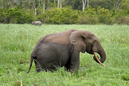 Gabon, province de Ogooué- Maritime, Parc National du Loango, site de Akaka dans la lagune du Fernan Vaz (Nkomi), éléphant de forêt d'Afrique (Loxodonta cyclotis)